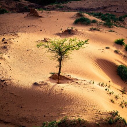 Neticami, bet Sahāras tuksnesī aug miljoniem koku