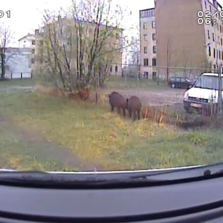 ВИДЕО: Ушаков показал, как ловили кабанов в центре Риги