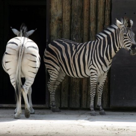В Рижский зоопарк  возвращаются зебры