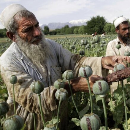 В Афганистане — скачок производства опиума, миру угрожает всплеск наркомании
