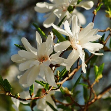 Magnolija – skaistums, kas zied vēl pirms lapu plaukšanas