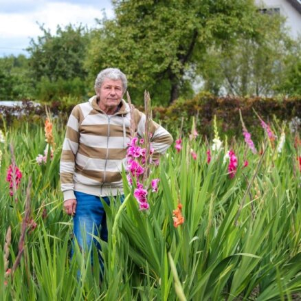 Vairāk nekā 550 dažādu skaistuļu šķirņu vienā Rūjienas dārzā. Modris Paeglis un viņa gladiolas
