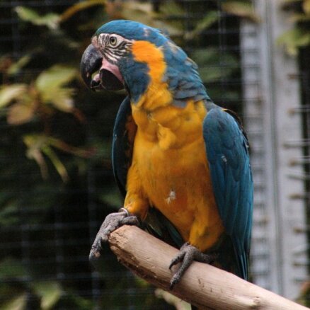 Apkrāpj sievieti, kura internetā par 600 eiro nopirkusi papagaiļus no Kamerūnas