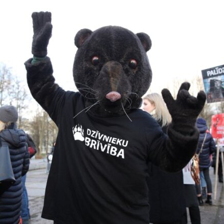 Шубы не в моде. Сейм рассмотрит предложение запретить разведение пушных зверей в Латвии