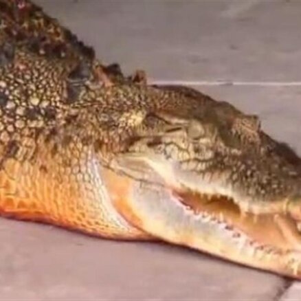Austrālijā krokodils pēkšņi kļuvis oranžs
