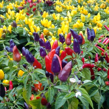 Fotoreportāža: piparoti krāsainā atvasara Nacionālajā botāniskajā dārzā