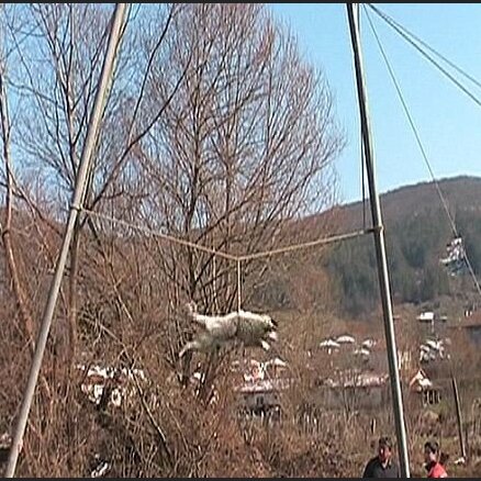 Dīvaina tradīcija Bulgārijā – suņu virpināšana