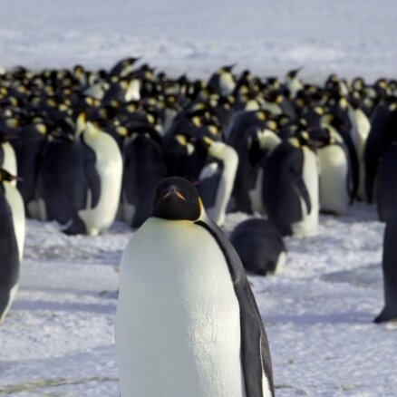 Pasaulē lielākie pingvīni ierindoti ASV apdraudēto sugu sarakstā