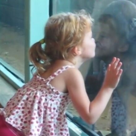 Pasauli priecē meitēna un gorillas skūpsts