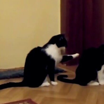 Aizkustinošs video: Kaķis cenšas atvainoties