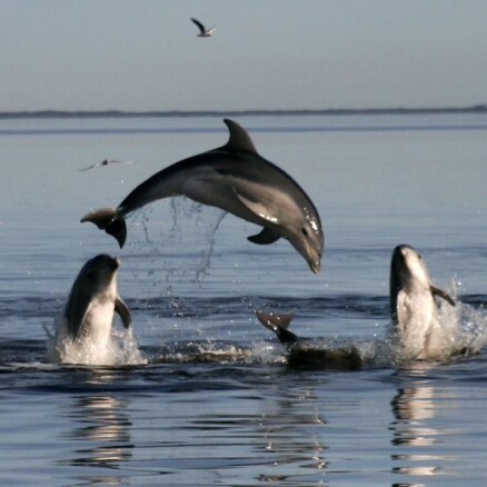 Боевые дельфины ВМФ США на свободе