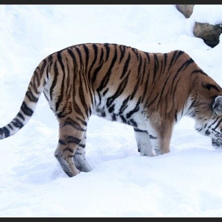 В Киевском зоопарке тигр сорвал с человека скальп