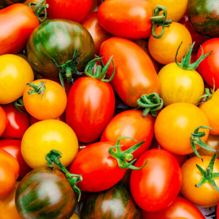 No 17. līdz 21. augustam Dabas muzejā notiks tomātu izstāde