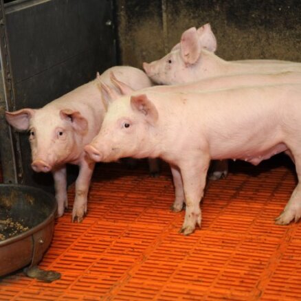 Классическая чума обнаружена и у домашних свиней
