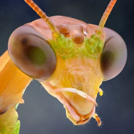 Foto: Kā kukaiņu sejas izskatās tuvplānā