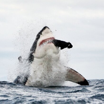 Nofotografēts, kā baltā haizivs aprij roni