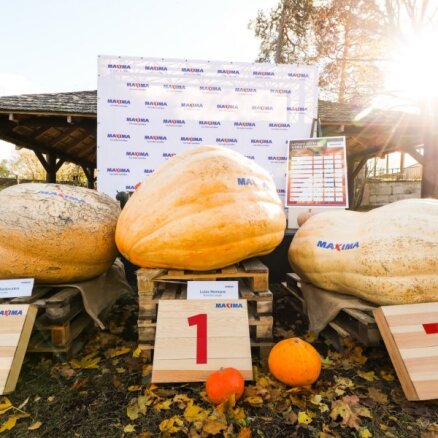 Noskaidrots šī gada Latvijas lielākais ķirbis – 351 kilogramu smags milzis