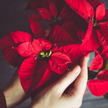 Košā Ziemassvētku zvaigzne – puansetijas audzēšanas knifi un kļūdas kopšanā