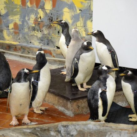 Rīgas Zooloģiskajā dārzā ieradušies 17 pingvīni
