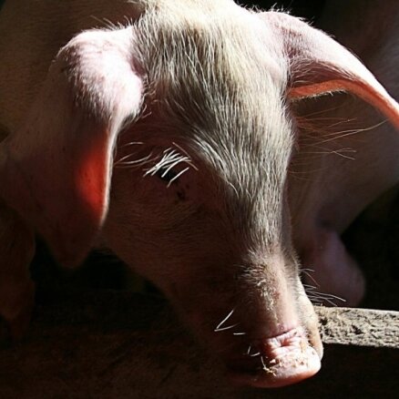 Новая европейская директива поднимет стоимость свинины