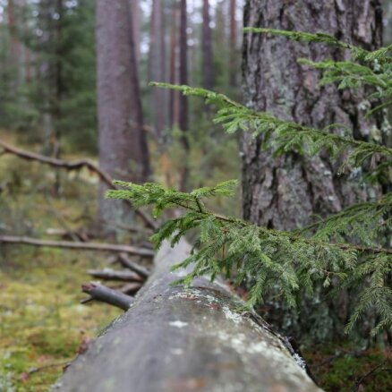 'Latvijas valsts mežu' apgrozījums pirmajā pusgadā pieaudzis par 45%
