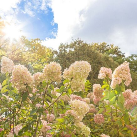 Foto: Ķemeru parkā bagātīgi zied apmēram 600 skarainās hortenzijas