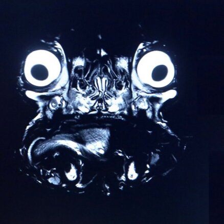 Foto: Kā buldoga seja izskatās tomogrāfā