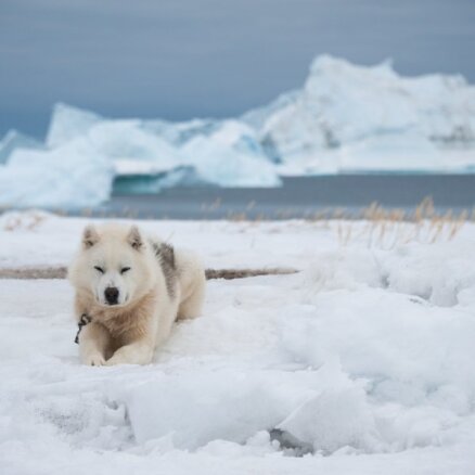 Ne haskijs, ne malamuts: Grenlandes suns, kas radis dzīvei aukstumā