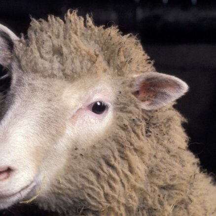 Vēstures mīti: Visu laiku slavenākā aita Dollija
