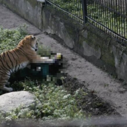 Kaļiņingradas zoodārzā tīģeris uzbrucis kopējai