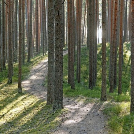 Uzņēmums 'Rīgas Meži' šogad nopelnījis 847 tūkstošus eiro