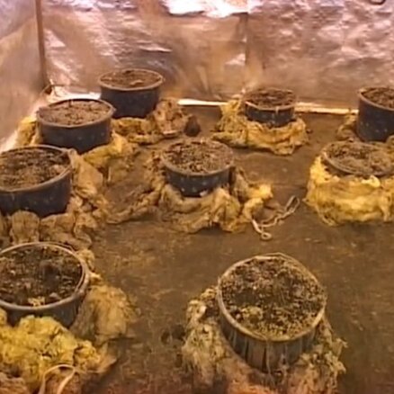 В доме в Салацгриве нашли марихуану на 100 000 латов