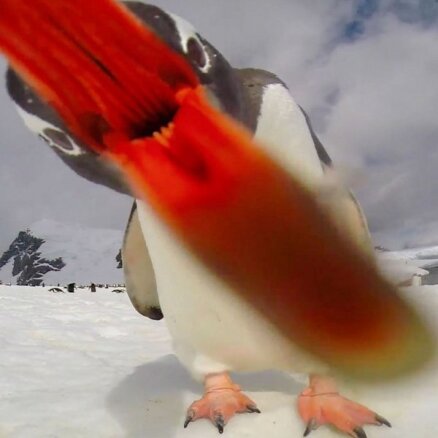 Foto: Ziņkārīgs pingvīns cenšas apēst video kameru