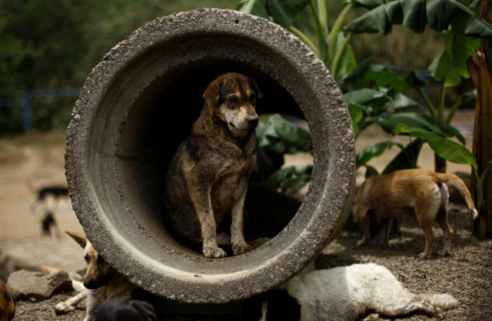 Citi medību lauki vairākiem simtiem pamestu suņu
