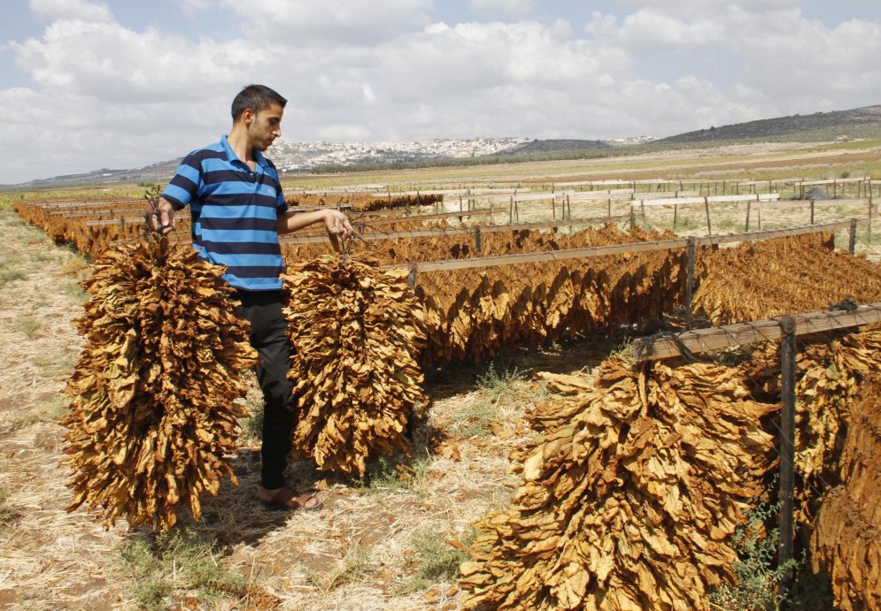 Apdraudētā palestīnas lauku tabakas industrija