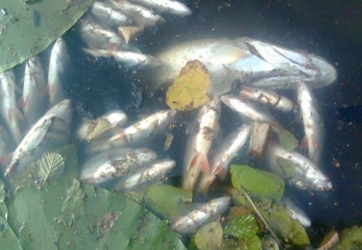 Ičas upes zivju 'slepkavas' meklējumi: aizdomas krīt uz VUGD