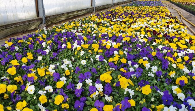 ФОТО. Весна идет: Как выглядят цветущие анютины глазки в теплицах хозяйств в Булдури, Цесисе и Мадоне