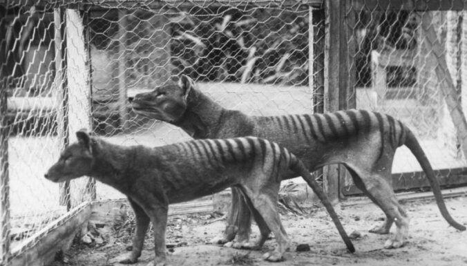 Тасманский тигр волк тилацин