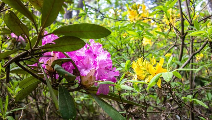 ФОТО. Волшебный лес: прогулка по цветущему дендрарию Лачупите