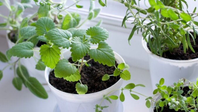 Домашний огород на подоконнике: что посадить по весне и как это выращивать