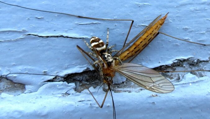 Neparasts foto: Kā lēcējzirneklis sakampj milzu odu