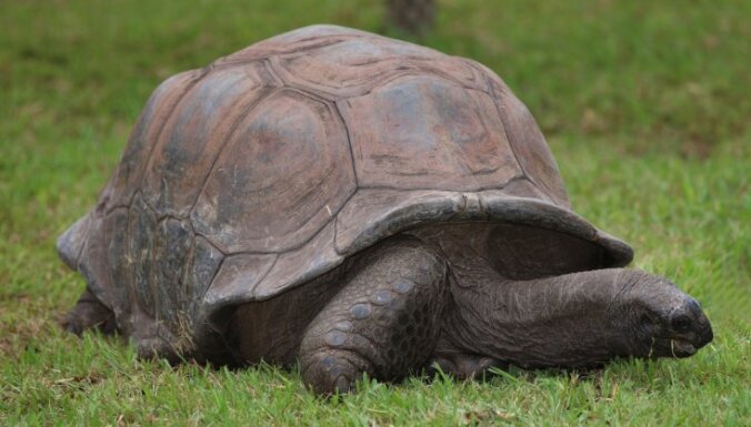 Pasaulē vecākais bruņurupucis sācis jaunu diētu