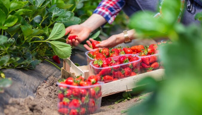 21 клубничное поле в Латвии, где можно собрать ягоды своими собственными руками