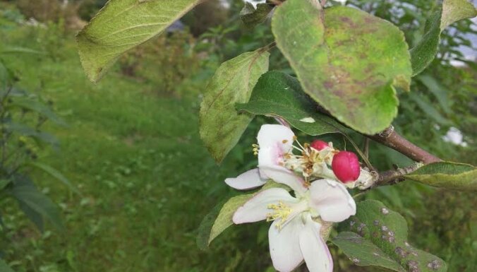 Ziedošas ābeles, vizbulītes un hiacintes: kas pārsteidzis 'Delfi' lasītājus septembrī