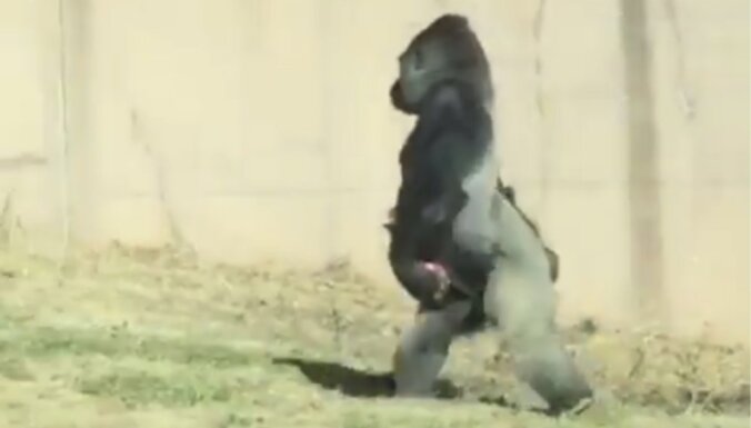 Neparasts video: Tīrīga gorilla staigā uz divām kājām