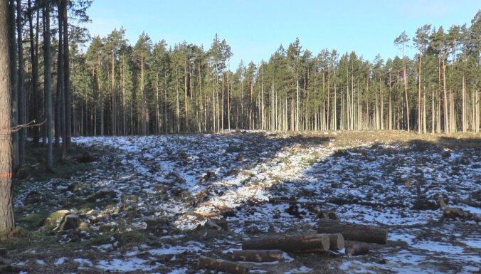 Samilzis konflikts starp dabas draugiem un 'Latvijas Valsts mežiem'