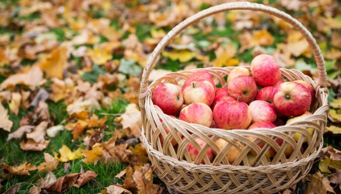 Dobelē notiks rudens sulīgākais festivāls – tradicionālie ābolu svētki