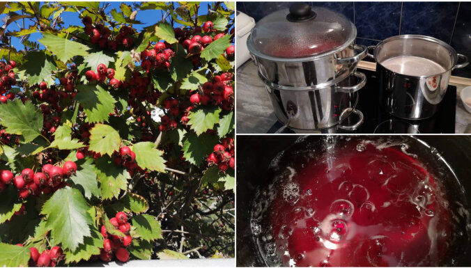 Sezonas produkts: vilkābeļu augļu sīrups ziemai