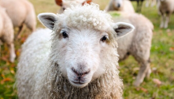 В Британии появится глэмпинг, где можно будет посчитать перед сном настоящих овец