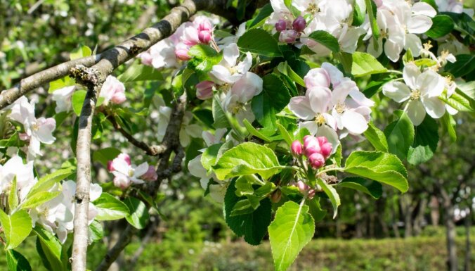 Aicina piedalīties dabas vērošanas zibakcijā, 30. aprīlī fotografējot ievas, ābeles un bērzus